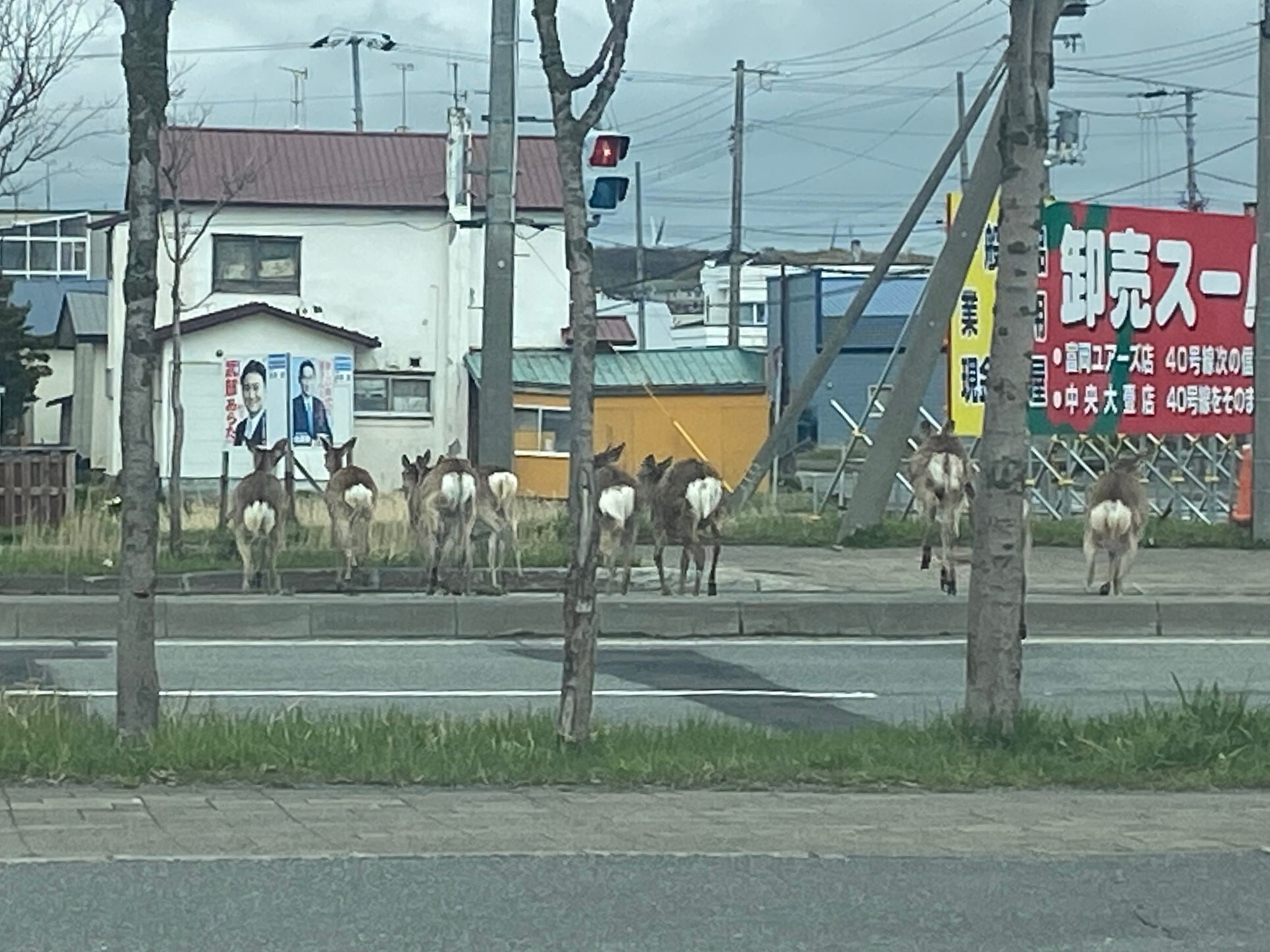 鹿2(水平).jpeg