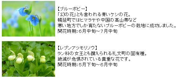 bule-rebun-flower.jpg