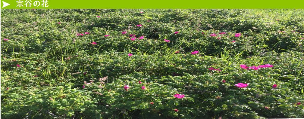 flower-top.jpg