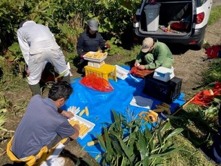 とうもろこしの収量調査風景2