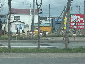 市街地の鹿１
