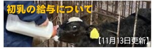 初乳の給与について