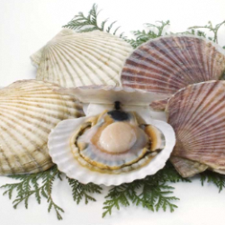 city-mark-sarufutsu2 (PNG 115KB)