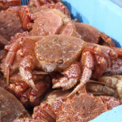 city-mark-esashi2 (PNG 140KB)