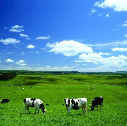 city-mark-toyotomi2 (PNG 117KB)