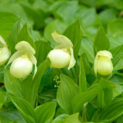 city-mark-rebun2 (PNG 109KB)