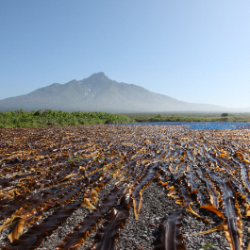 city-mark-rishiri2 (PNG 122KB)