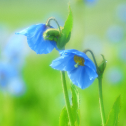 city-mark-horonobe2 (PNG 90.6KB)