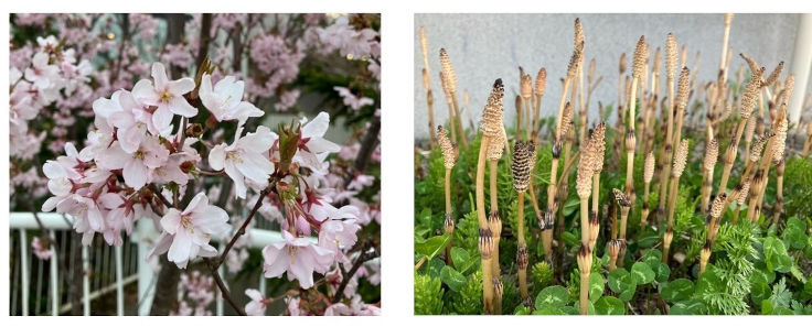 桜とつくし・写真