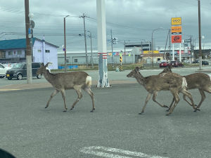 市街地の鹿２